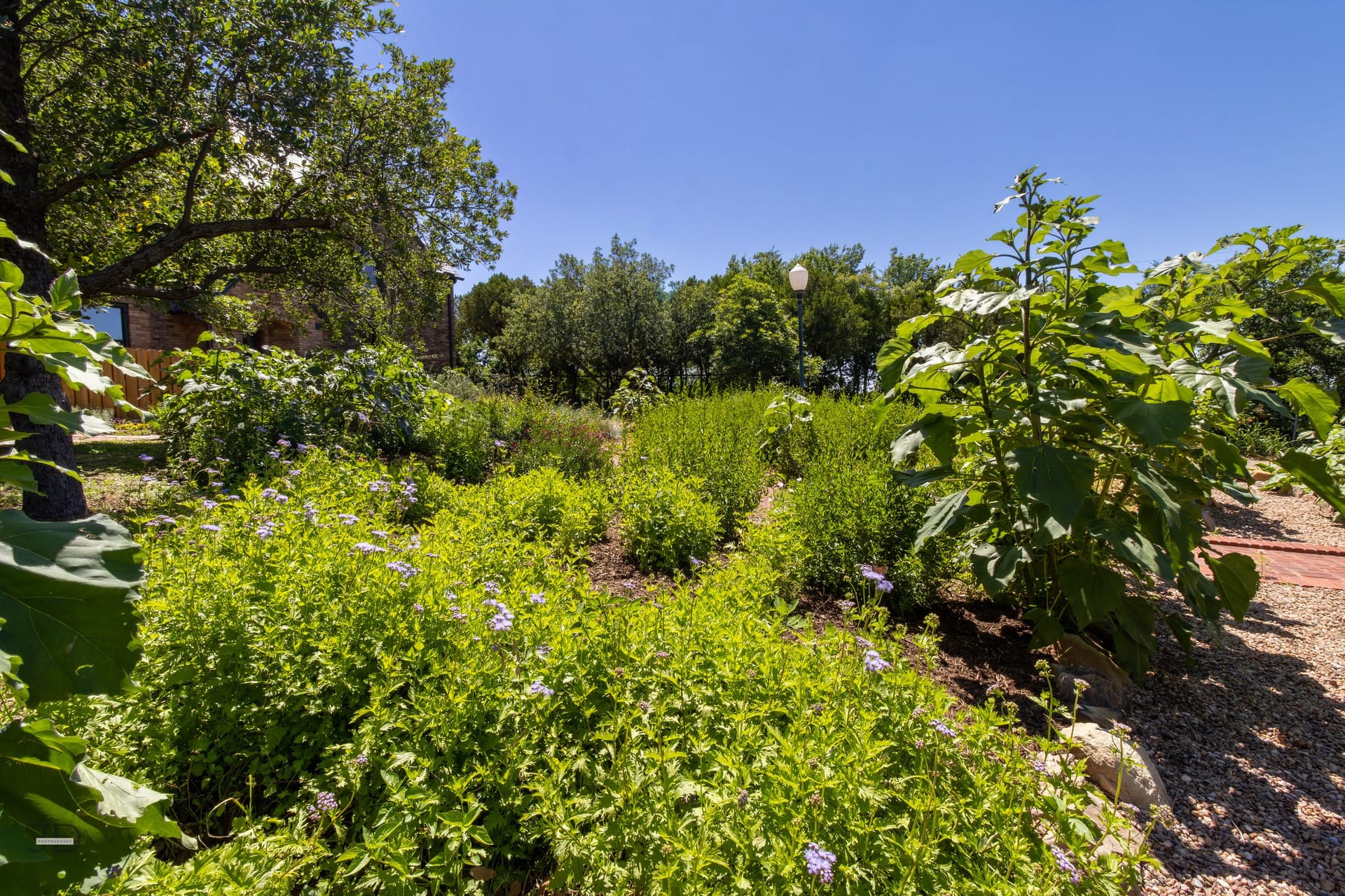 Strudevandt Native Flora